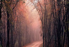 亚星：[网球]郑钦文止步WTA1000多哈站32强.